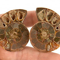 Ammonite pair from Madagascar 34g