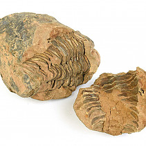 Zkamenělý trilobit Calymene z Maroka (positiv a negativ) 148g