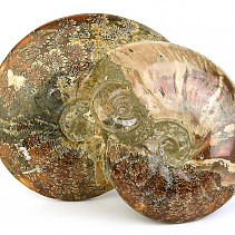 Ammonite conglomerate (Madagascar) 3635g