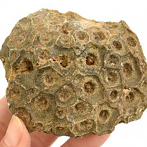 Fossil coral from Morocco 206g