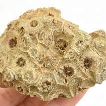 Fosilní korál z Maroka 172g