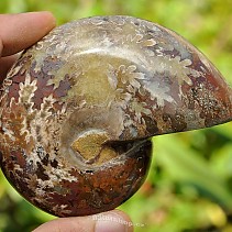 Ammonite whole selection (Madagascar) 95x73mm