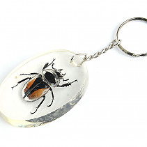 Key ring beetle TYP029