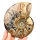 Ammonite with opal shine 658g