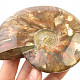 Ammonite with opal shine 363g