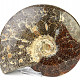 Collectible ammonite Madagascar (2728g)