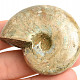 Collection ammonite 43g in total