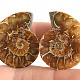 Collectable ammonite 16.3g pair