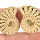 Collectable ammonite pair from Madagascar 6g