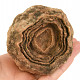Fossilized stromatolite Morocco 460g