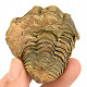 Trilobite Calymene positive and negative from Morocco 97g