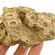 Korál fosilní z Maroka 381g