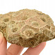 Fossil coral from Morocco 221g