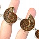 Ammonite bracelet silver Ag 925/1000 36.9 g