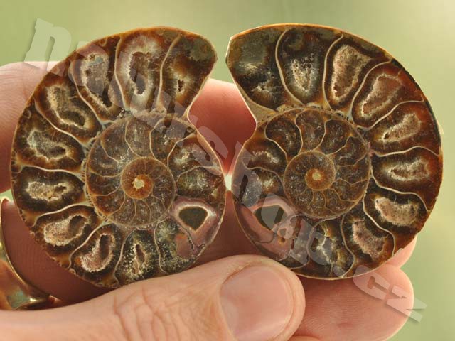 Ammonite par