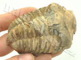 fosilní trilobit hoffi