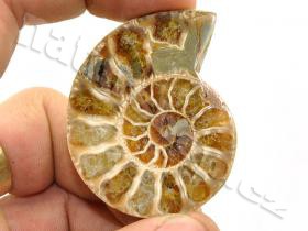 a fossil ammonite