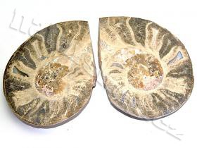 Ammonite Morocco