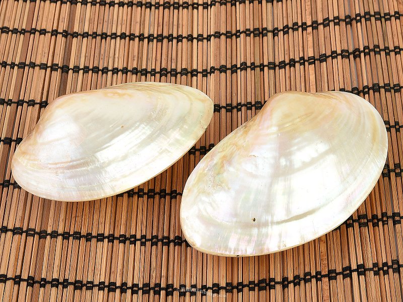 Macridae - the polished pearl mussels
