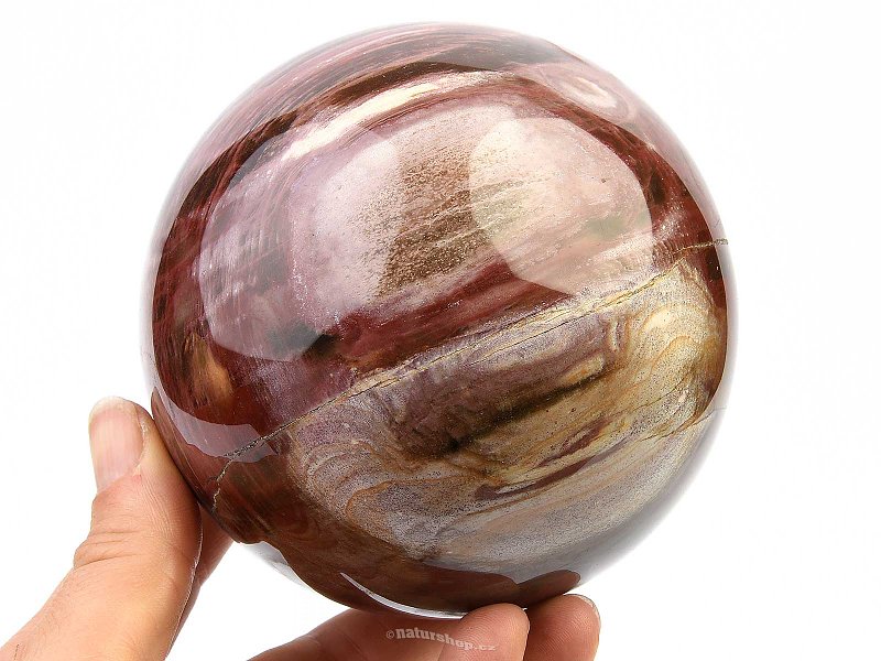 Fossilized wood balls jumbo Ø 97mm