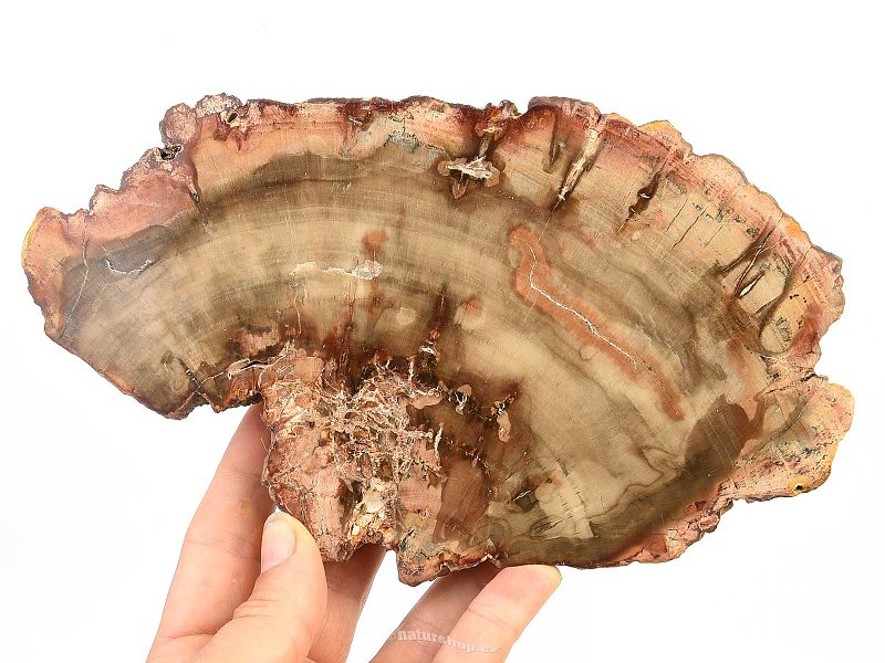 Zkamenělé dřevo plátek (580g)