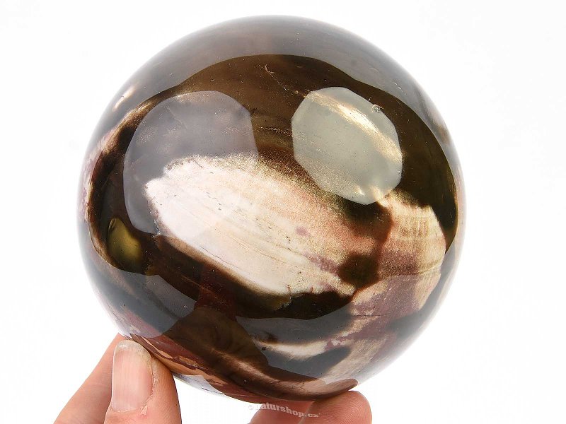 Fossil wood ball jumbo Ø 90mm