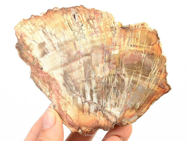 Fossilized wood slice (208g)