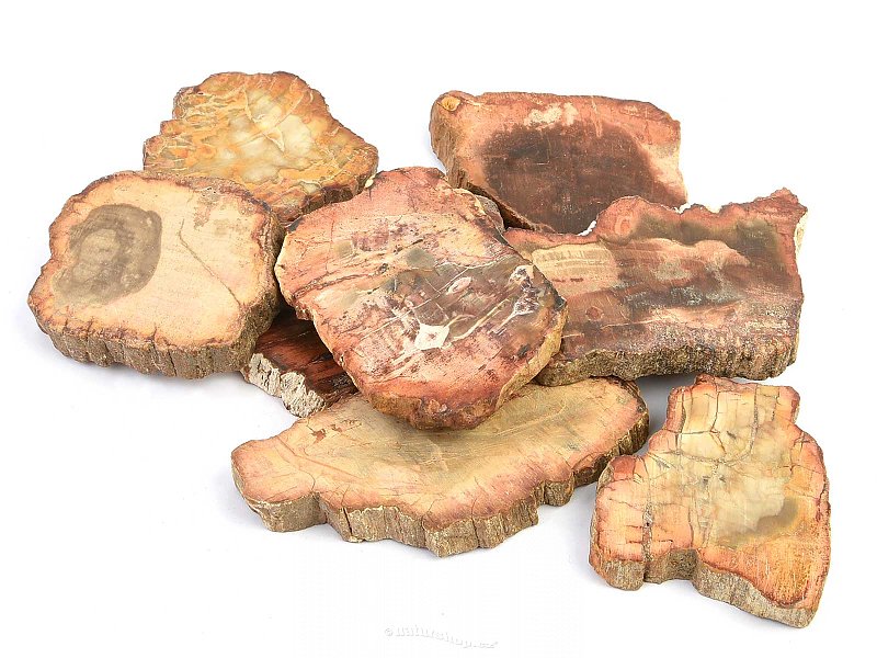 Petrified wood polished medium (Madagascar)
