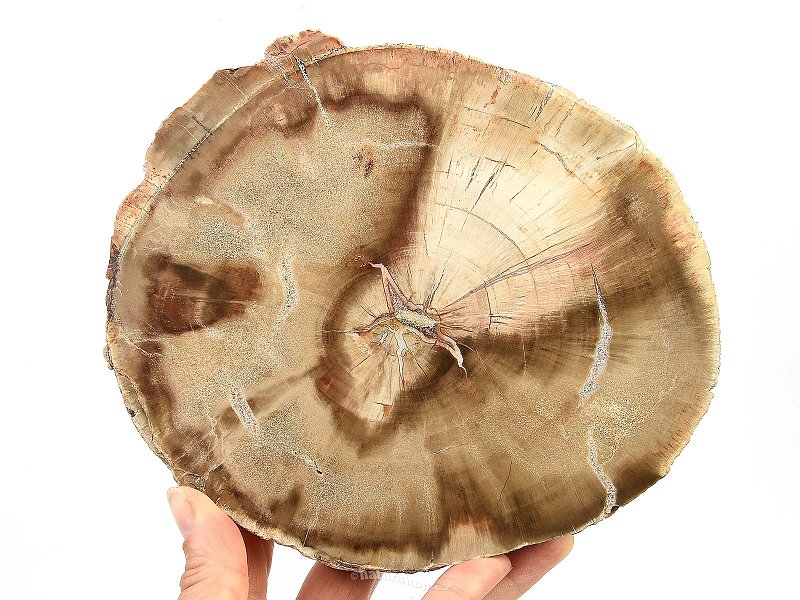 Petrified wood slice (1018g)