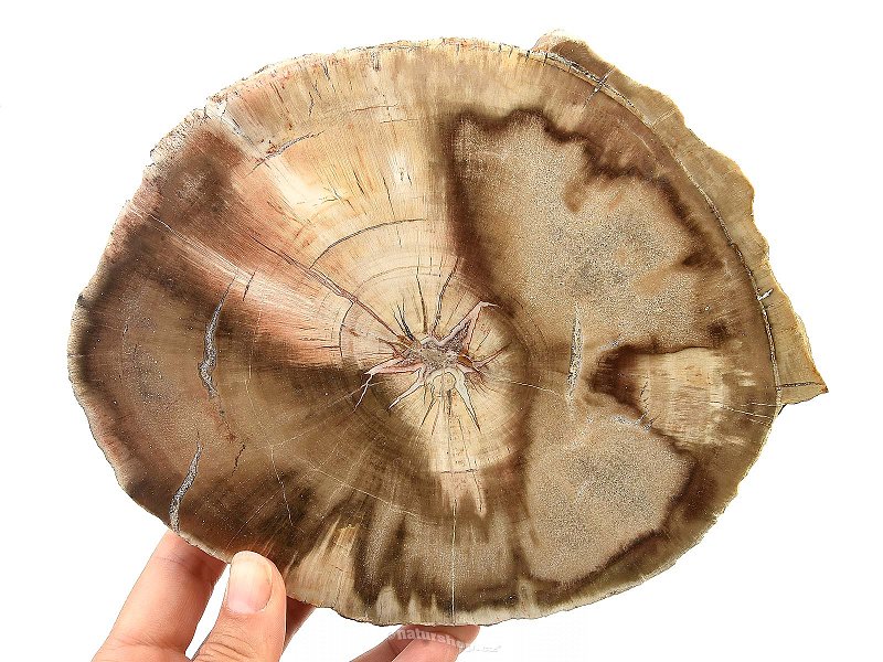 Zkamenělé dřevo plátek (948g)