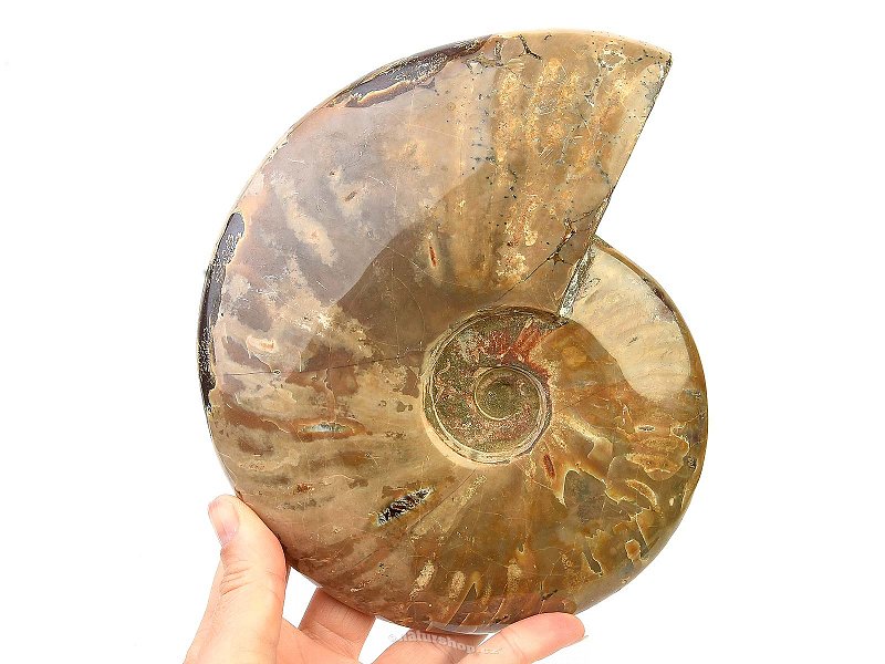 Ammonite with opal shine 1386g
