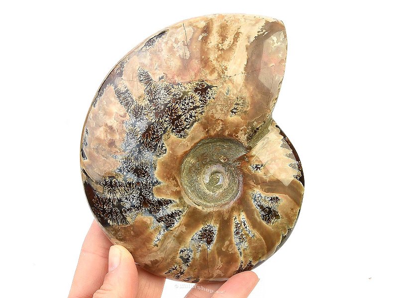 Ammonite with opal shine 658g