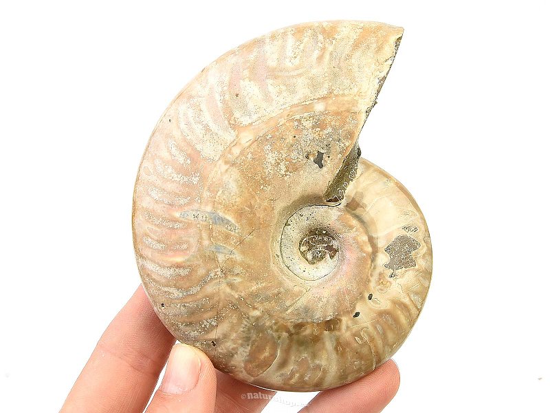 Ammonite with opal shine 263g