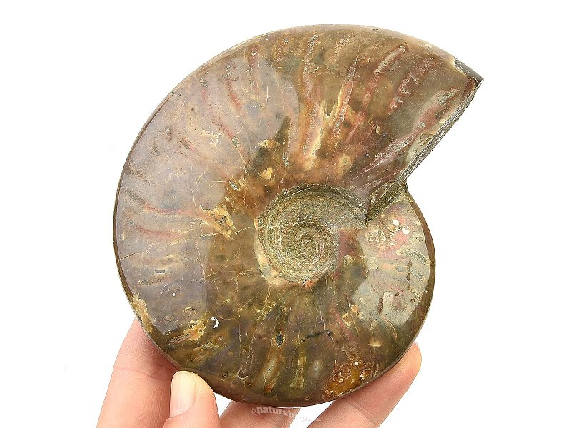 Ammonite with opal shine 467g
