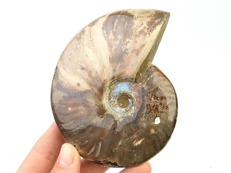 Ammonite with opal shine 319g