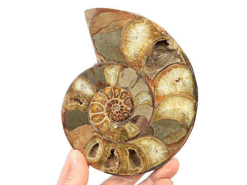 Ammonite half (Madagascar) 440g
