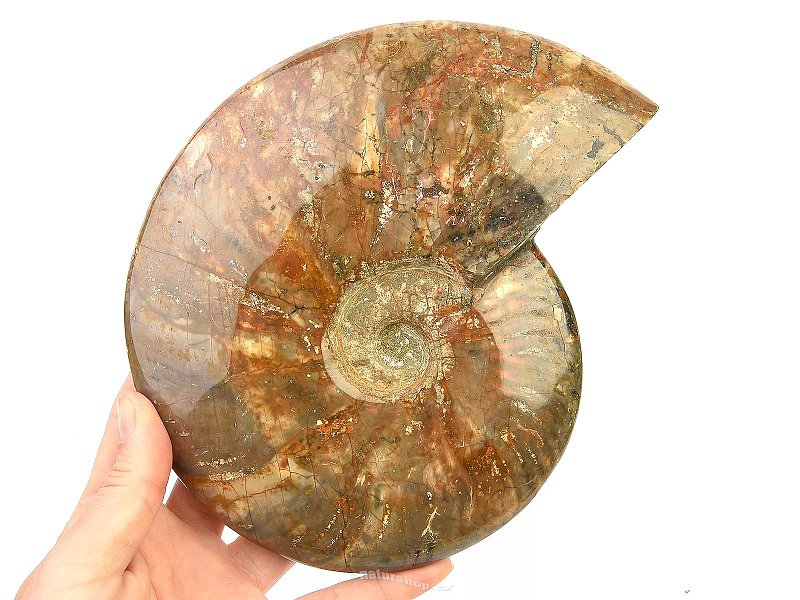 Ammonite with opal shine 1342g