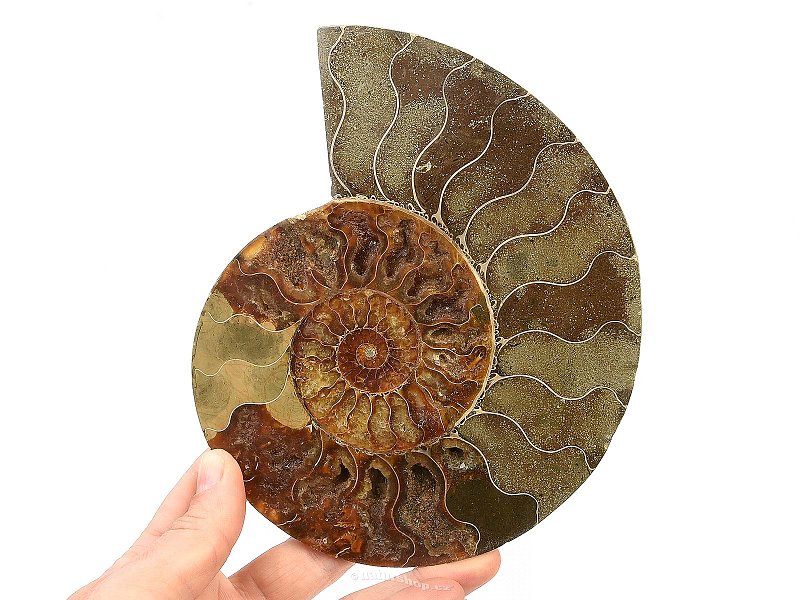 Ammonite half (Madagascar) 413g