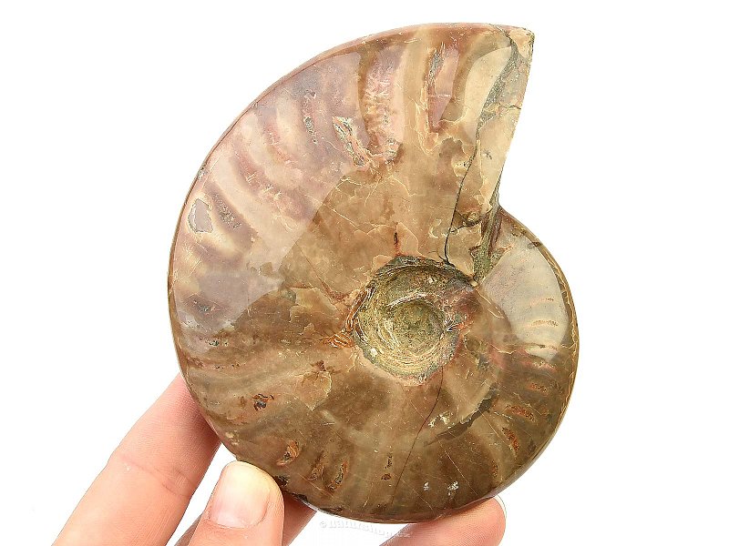 Ammonite with opal shine 327g