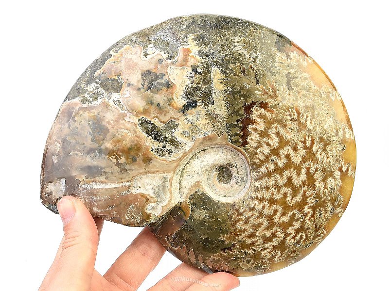 Ammonite with opal shine 1080g