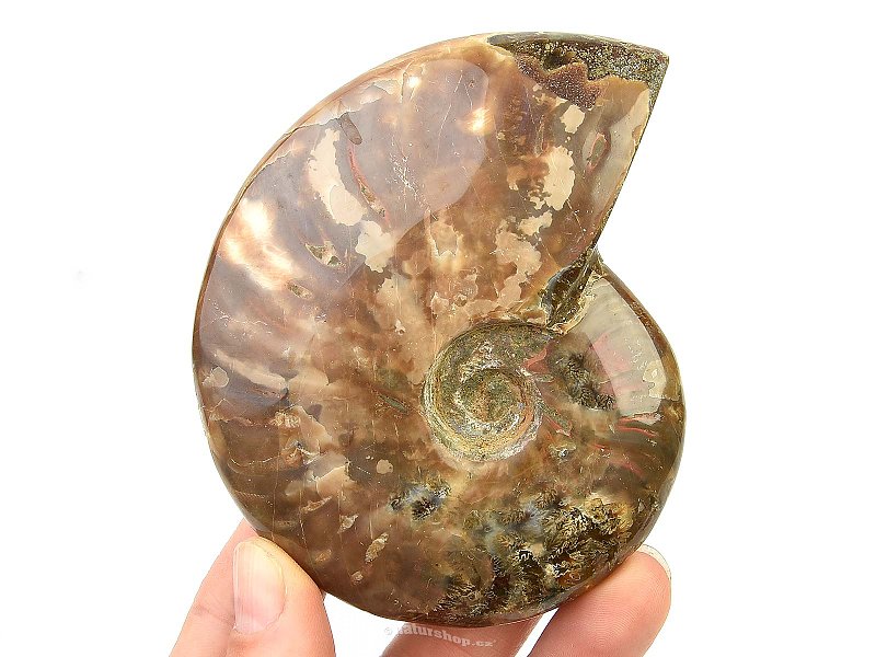 Collectible ammonite with opal shine 233g