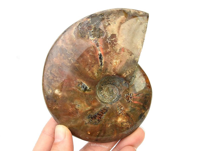 Sběratelský amonit s opálovým leskem 344g