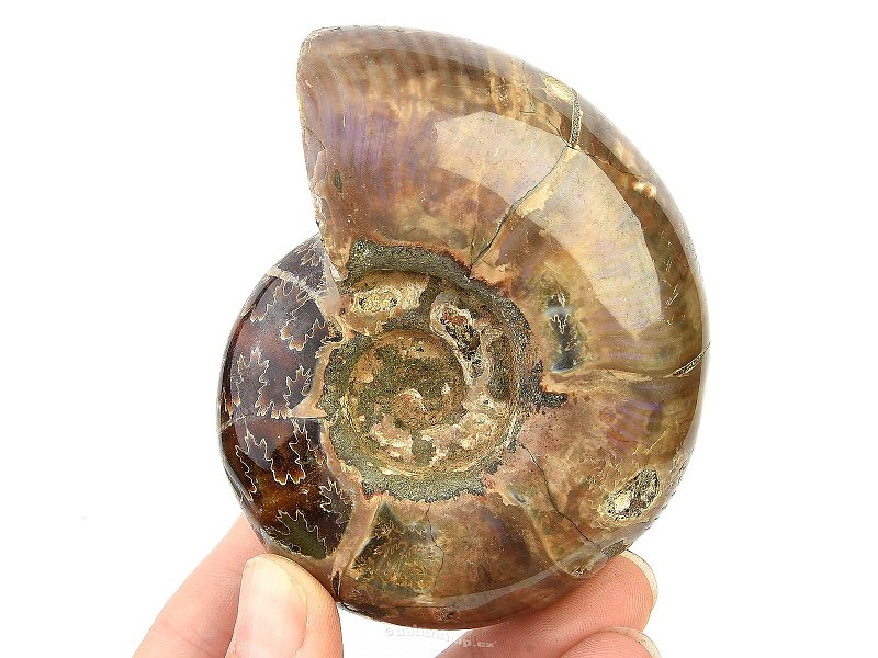 Collectible ammonite with opal shine 289g