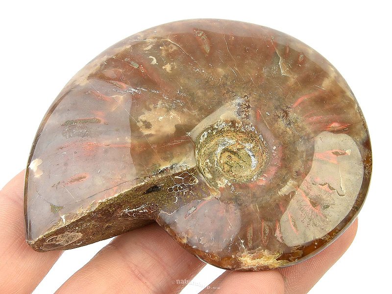 Collectible ammonite with opal shine 123g