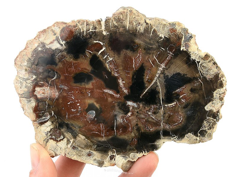 Petrified wood slice (312g)