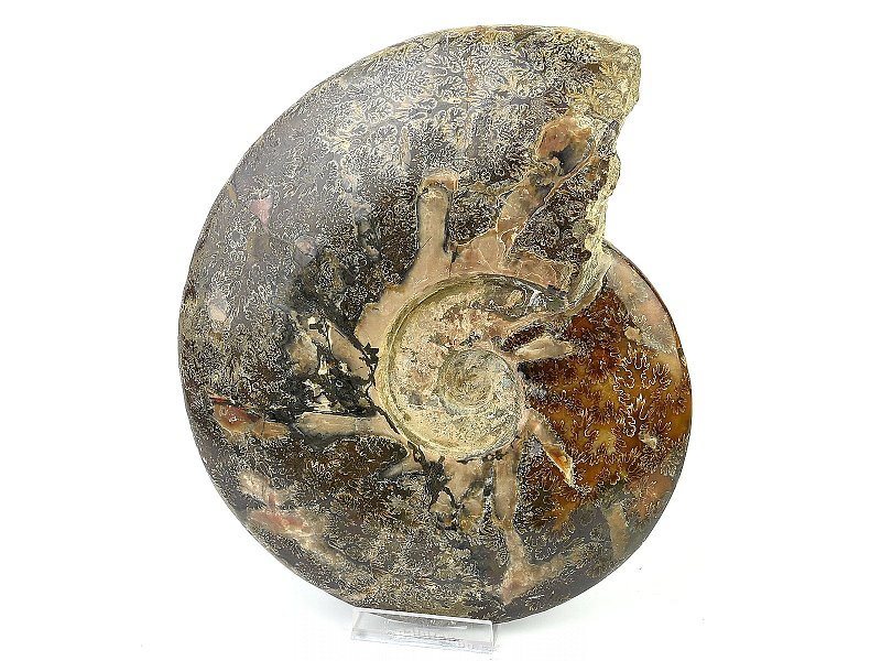 Sběratelský amonit Madagaskar (3559g)