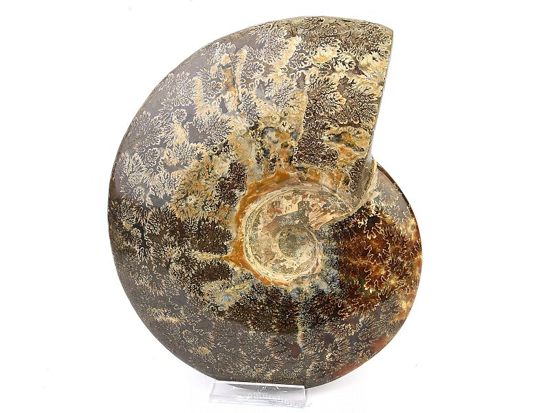 Collectible ammonite Madagascar (2728g)