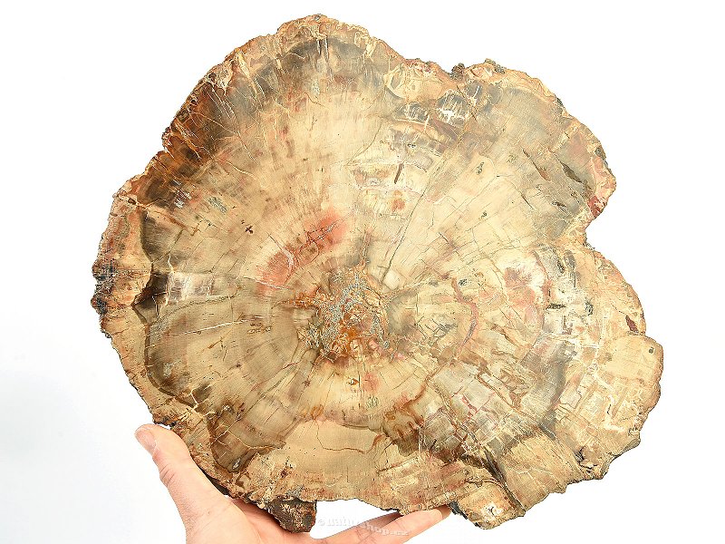 Petrified wood slice (2995g)