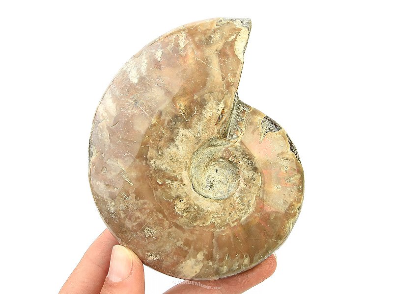 Ammonite whole with opal luster (346g)