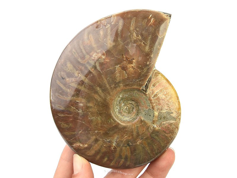 Ammonite whole with opal luster (430g)